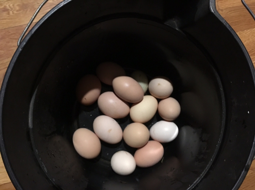 09182017-eggs-in-the-bucket.jpg
